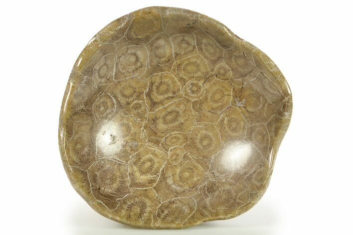 Polished Fossil Coral (Actinocyathus) Dish - Morocco #286787
